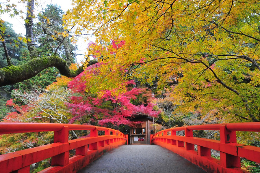 京都の穴場エリア「三尾」で紅葉めぐり 神護寺・高山寺・西明寺｜そうだ 京都、行こう。