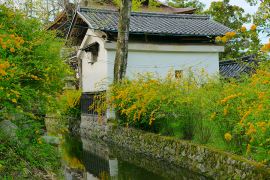 いま訪ねたい 京都 見頃の花名所 19 4 19更新 そうだ 京都 行こう