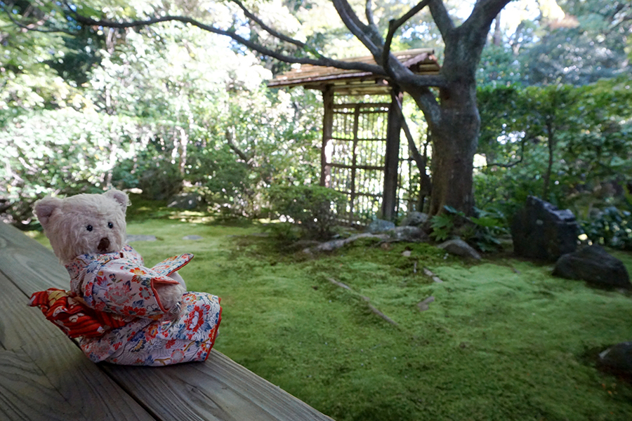 ミモロがめぐる、苔×紅葉の庭。桂春院・祇王寺・地蔵院｜そうだ 京都