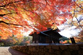 京都の絶景紅葉スポット 7選 ～写真撮影の手引き付き～｜そうだ 京都