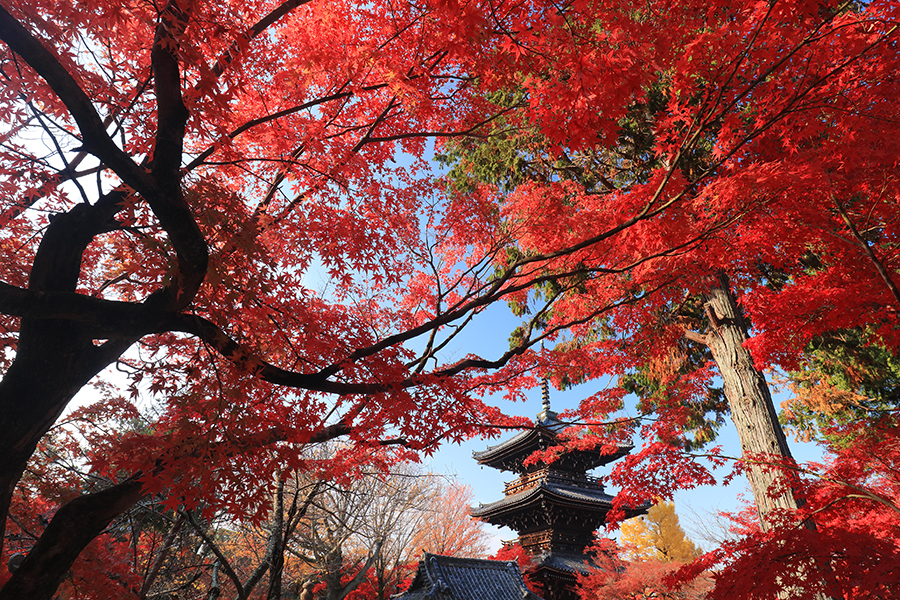 京都の絶景紅葉スポット 7選 ～写真撮影の手引き付き～｜そうだ 京都、行こう。