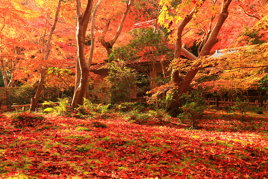 京都の絶景紅葉スポット 7選 ～写真撮影の手引き付き～｜そうだ 京都