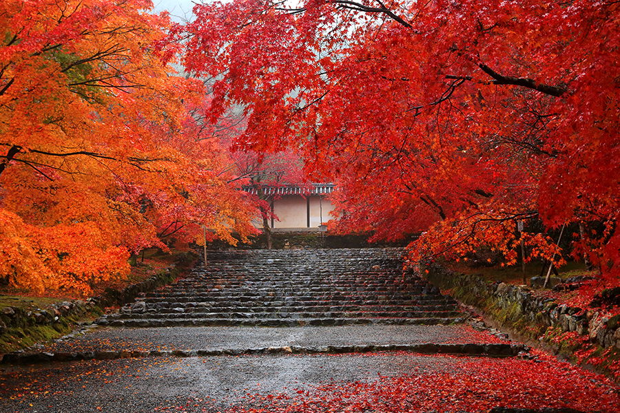 京都の絶景紅葉スポット 7選 ～写真撮影の手引き付き～｜そうだ 京都