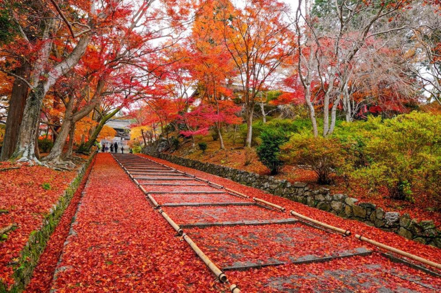 この週末 楽しめそうな紅葉スポットはドコ 19 11 29更新 そうだ 京都 行こう