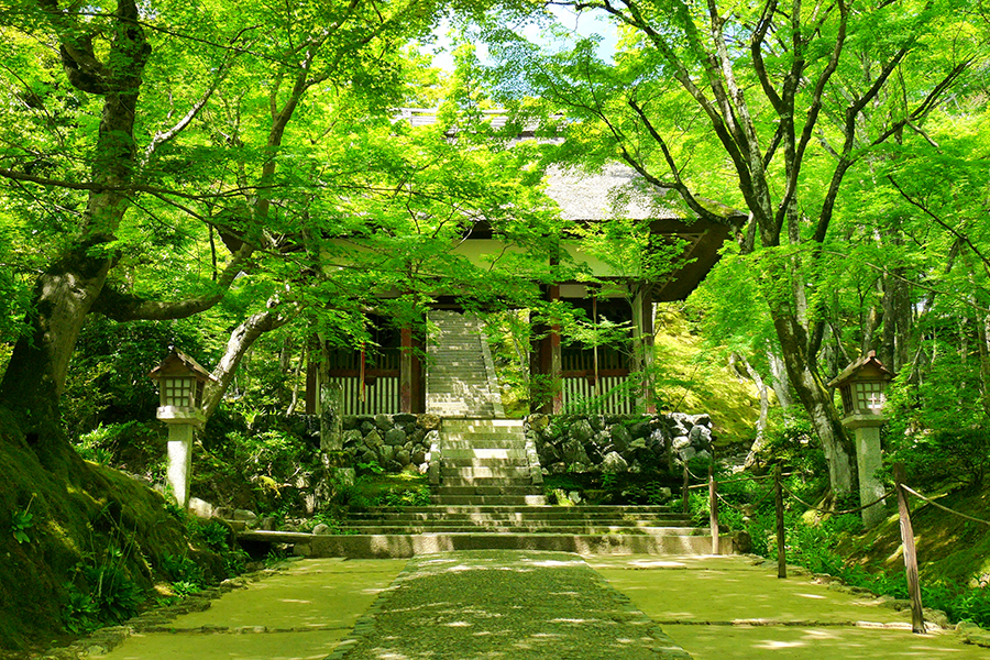 京のみどり”を探しに。「初夏の嵯峨野エリア」おすすめ散策スポット 