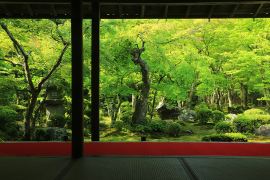 インドアで楽しむ、京都・苔庭名所 14選｜そうだ 京都、行こう。