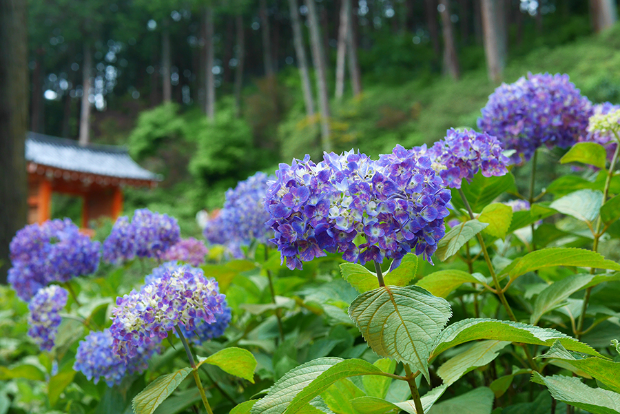 6月に訪ねたい 京都 紫陽花名所 そうだ 京都 行こう