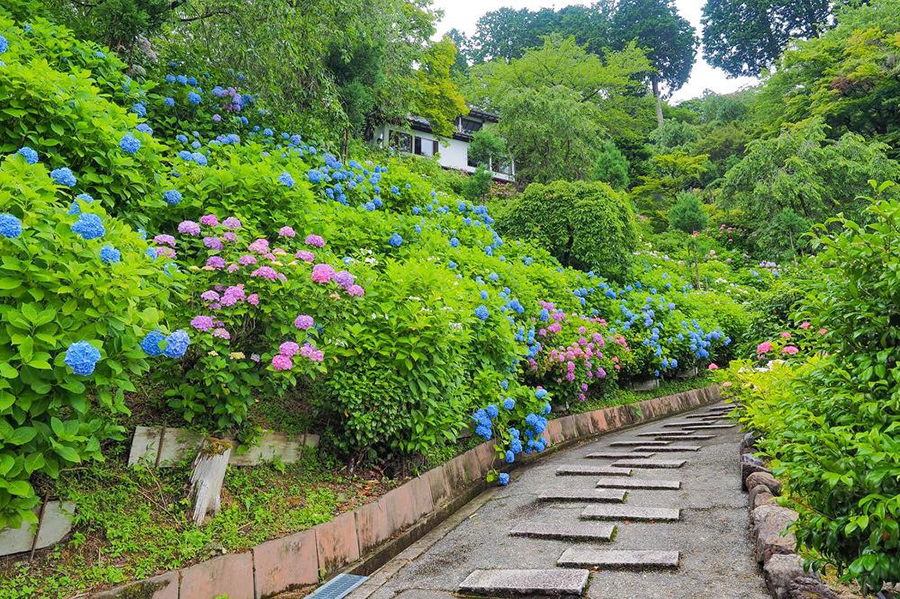 6月に訪ねたい 京都 紫陽花名所 そうだ 京都 行こう