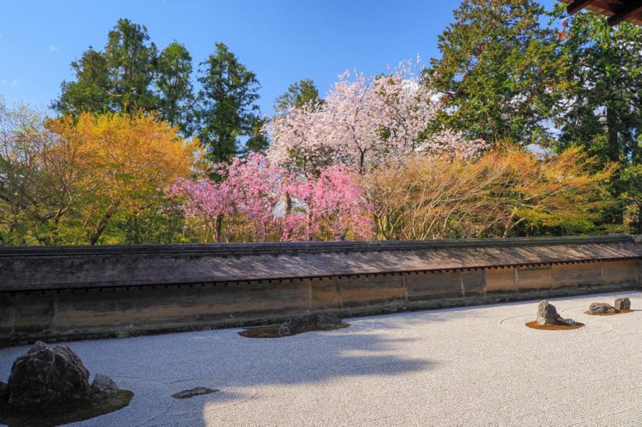 石庭 桜の絶景 あの 石庭 に春がやってきた そうだ 京都 行こう