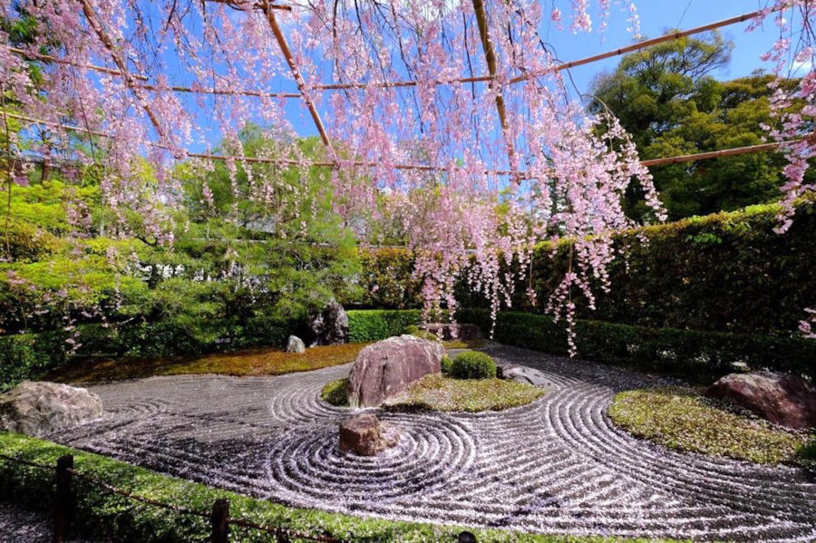 石庭 × 桜の絶景 －あの“石庭”に春がやってきた！－｜そうだ 京都、行