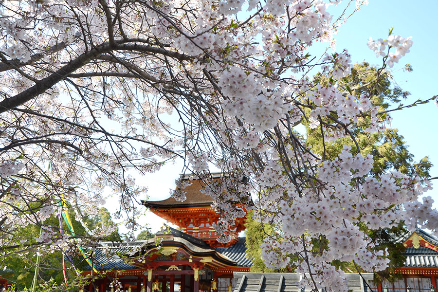 石清水八幡宮桜