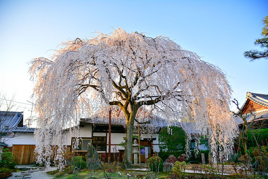 本満寺桜