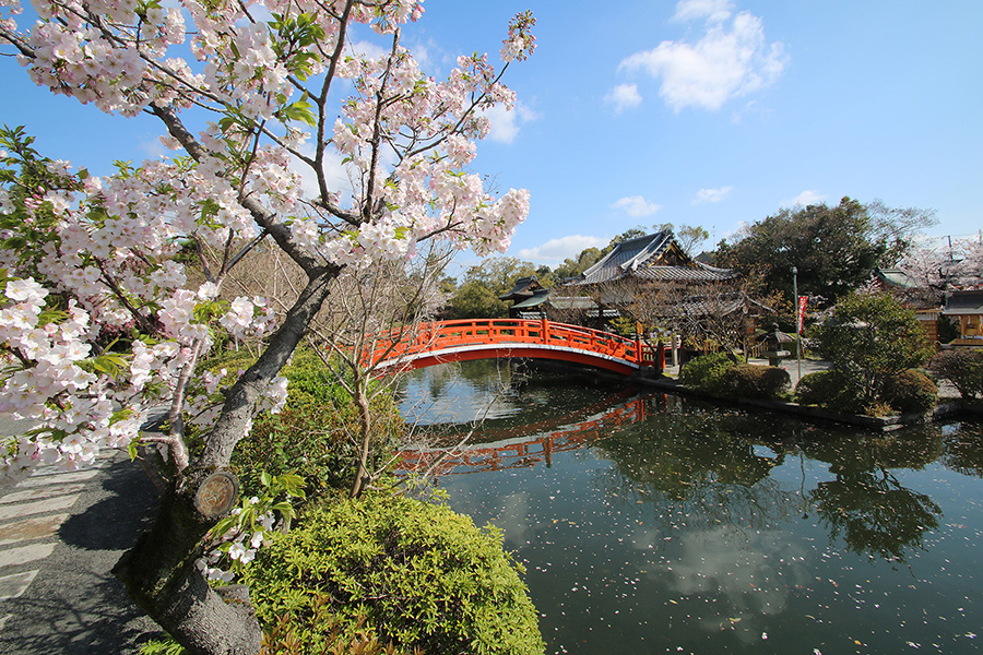 神泉苑桜