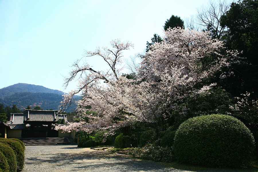 隨心院桜
