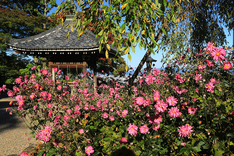 ちいさな秋を感じる 京都 初秋の花名所 そうだ 京都 行こう