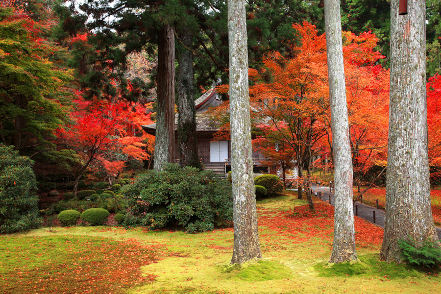 京都の里山「大原」へ！ 名所・グルメ・おみやげをご案内｜そうだ 京都、行こう。
