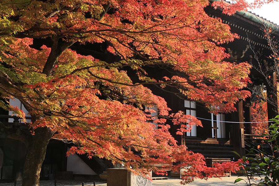 深見東州 真如堂の『花の木』の紅葉は真っ盛り