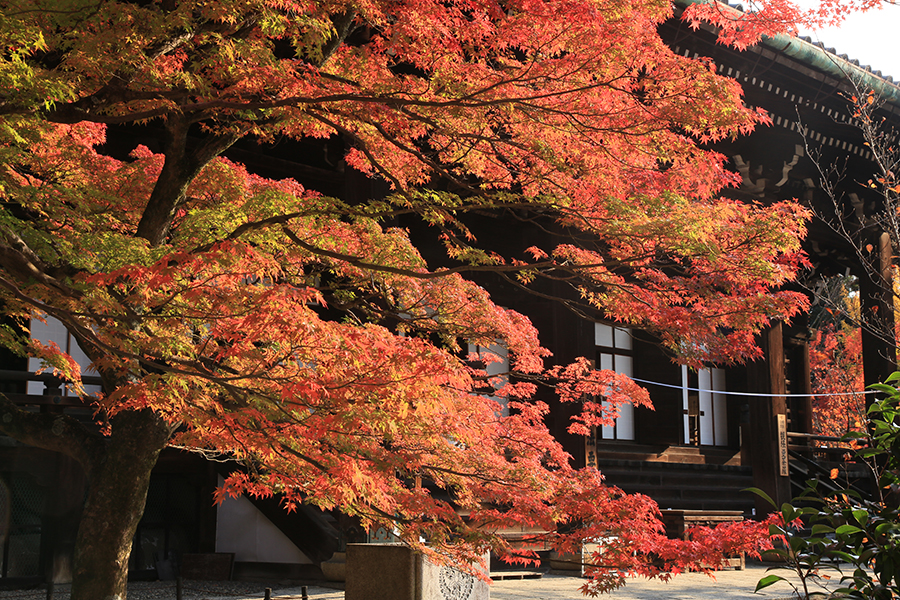 得価HOT深見東州　真如堂の『花の木』の紅葉は真っ盛り 絵画