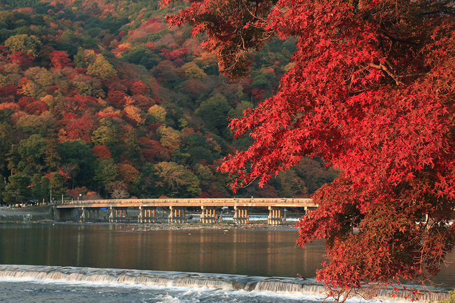 ずらし旅 でゆったり 人気の紅葉スポット巡り 瑠璃光院 嵐山など そうだ 京都 行こう