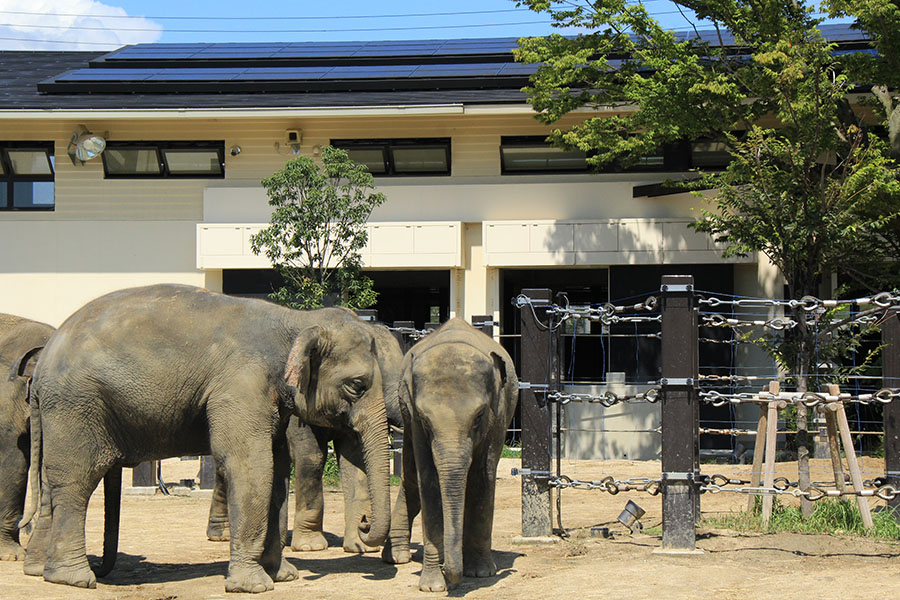 夜間開園も 週末のおでかけは京都市動物園へ そうだ 京都 行こう