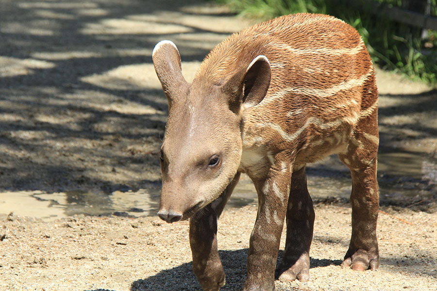 京都市動物園3