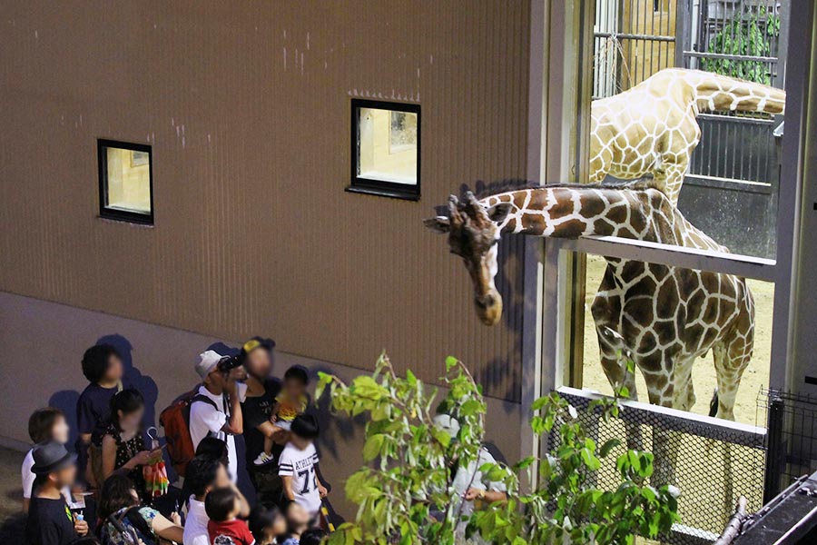 京都市動物園4