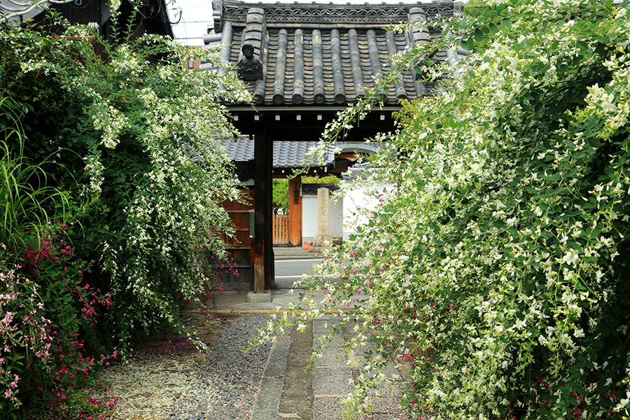 勝念寺の萩_6