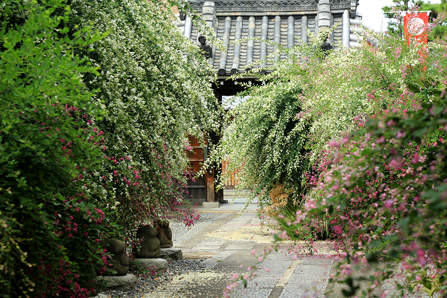 勝念寺の萩_8