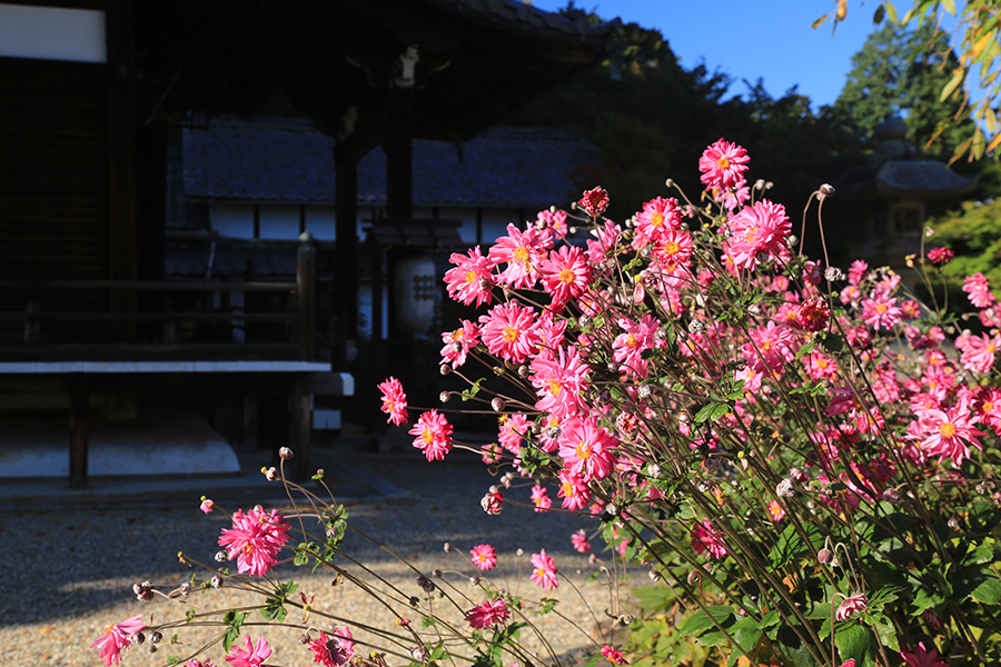 釈迦堂と秋明菊1