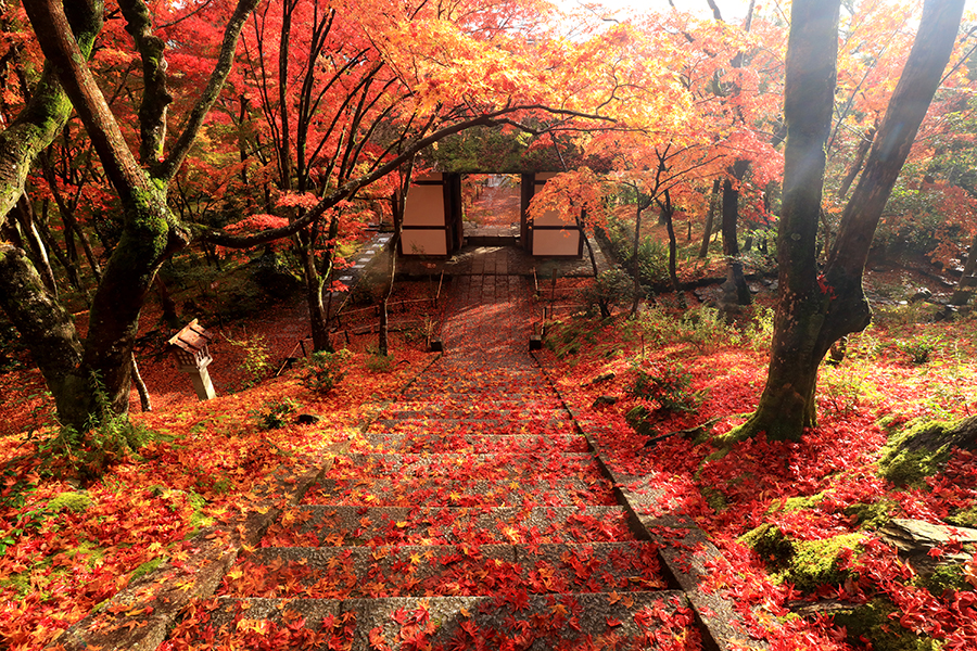 この週末 楽しめそうな紅葉スポットはドコ 11 更新 そうだ 京都 行こう