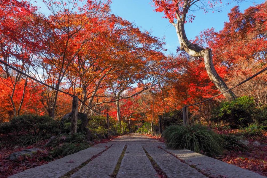 現在の「京都・紅葉名所」の風景をお届け！（2020/12/04更新）｜そうだ 