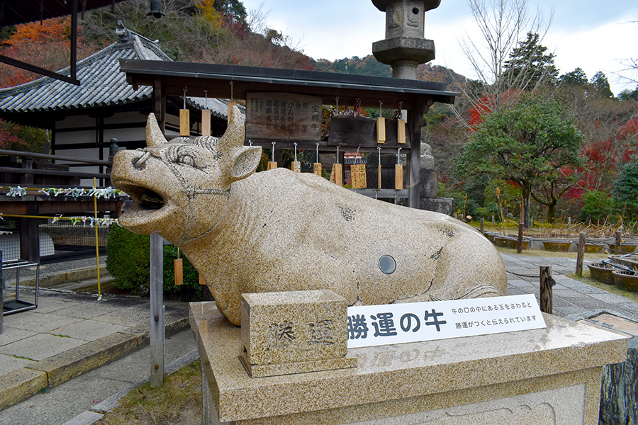 21年は うし年 京都 撫で牛 ウォッチング そうだ 京都 行こう