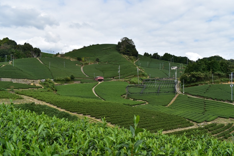 和束の茶畑（京田辺・木津川エリア）