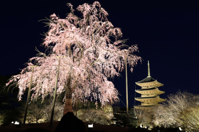 東寺「夜桜ライトアップと金堂・講堂夜間特別拝観」