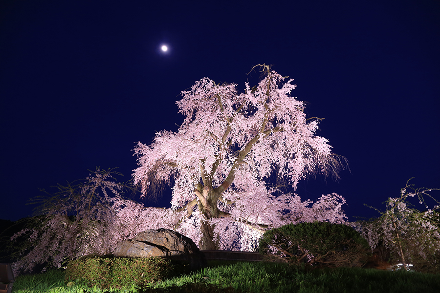 春の京都 おすすめ桜ライトアップと夜間特別拝観 21 そうだ 京都 行こう
