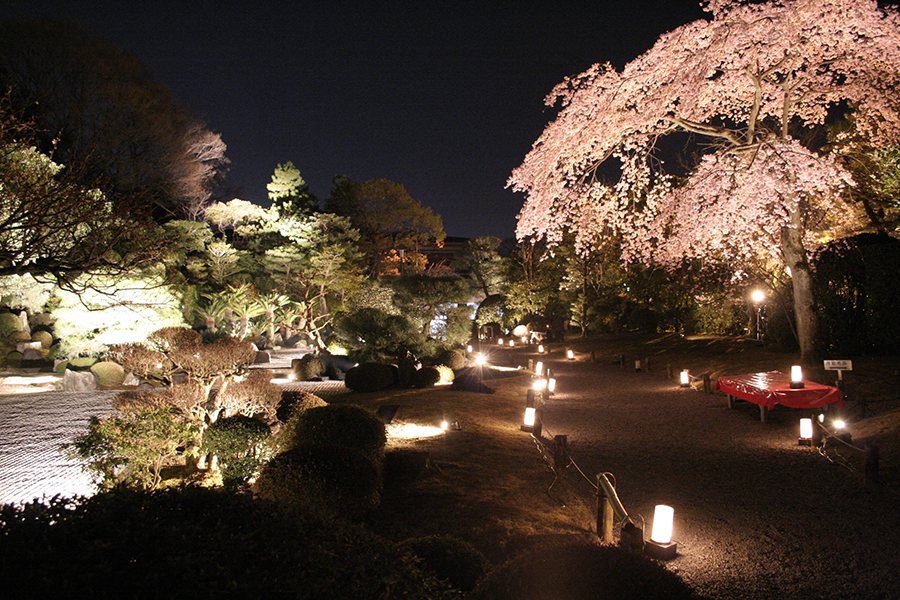 春の京都 おすすめ桜ライトアップと夜間特別拝観 21 そうだ 京都 行こう