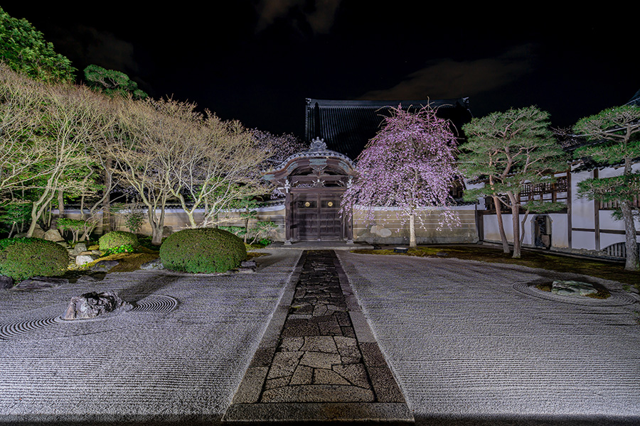 春の京都 おすすめ桜ライトアップと夜間特別拝観 21 そうだ 京都 行こう