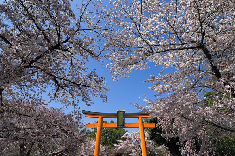 京都 桜 2021
