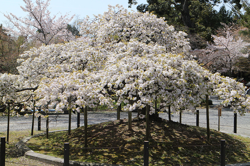 大原野神社（撮影日：2021年4月1日）