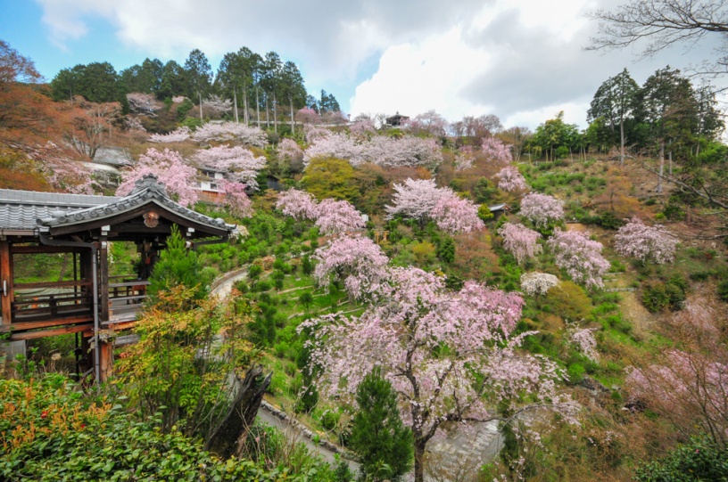 善峯寺（撮影日：2021年4月2日）