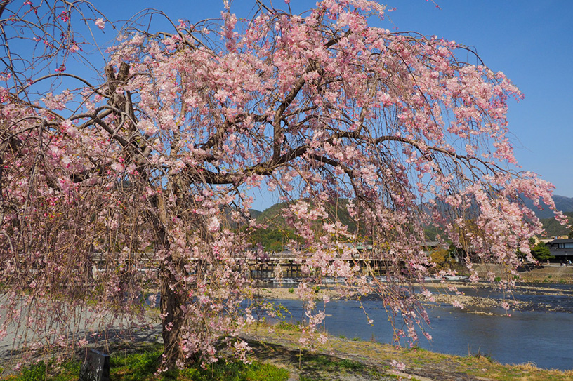 嵐山（撮影日：2021年4月1日）