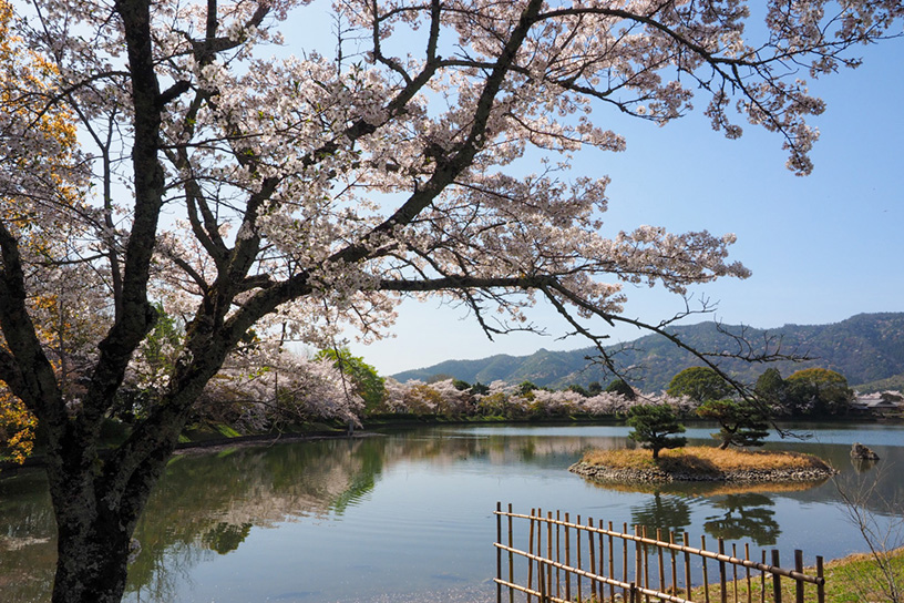 旧嵯峨御所 大本山 大覚寺（撮影日：2021年4月1日）