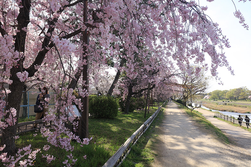 半木の道（撮影日：2021年4月1日）