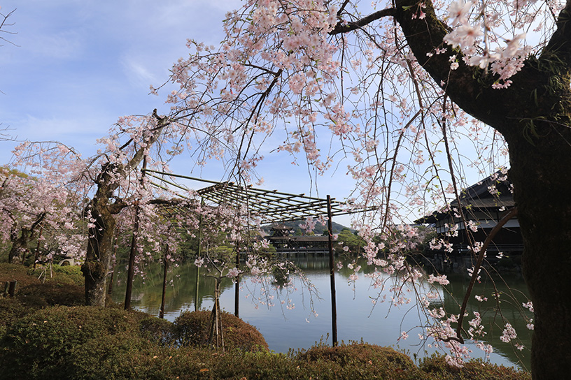 平安神宮（撮影日：2021年4月1日）