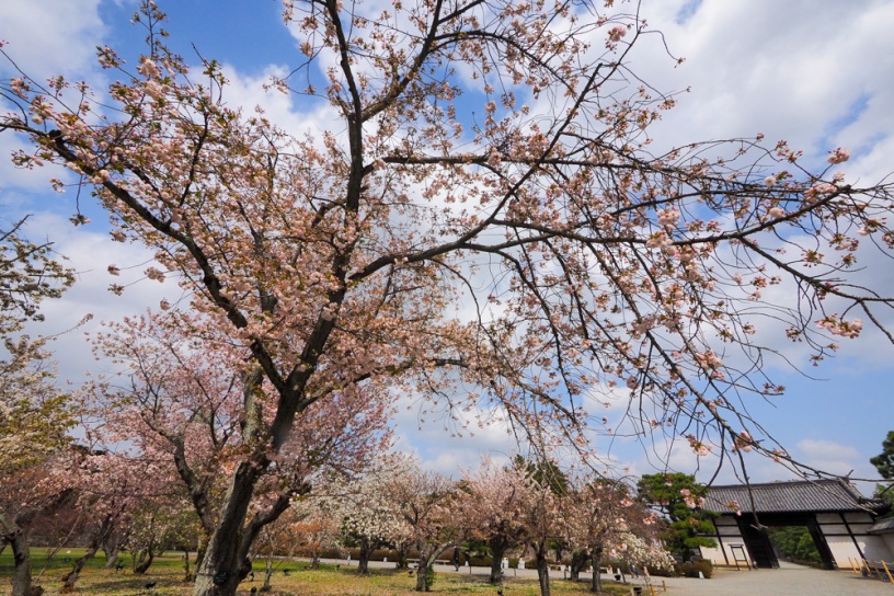 二条城（撮影日：2021年4月2日）