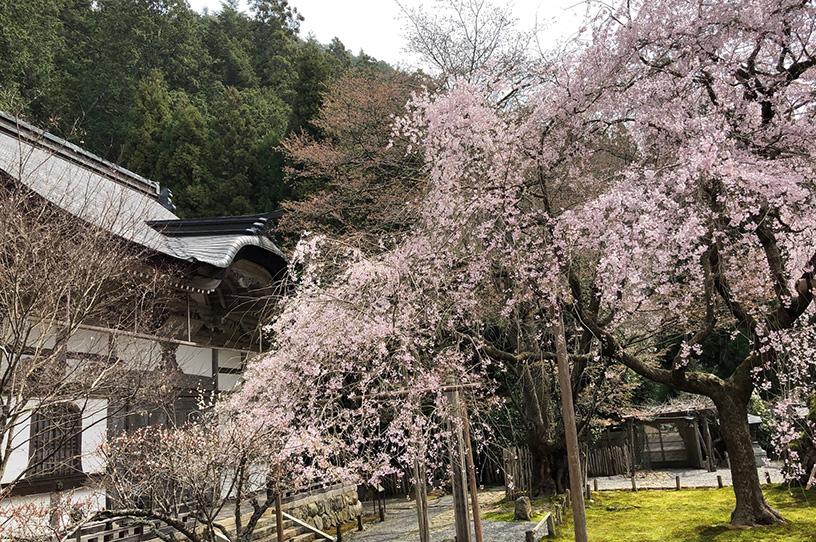 常照皇寺（撮影日：2021年3月31日）