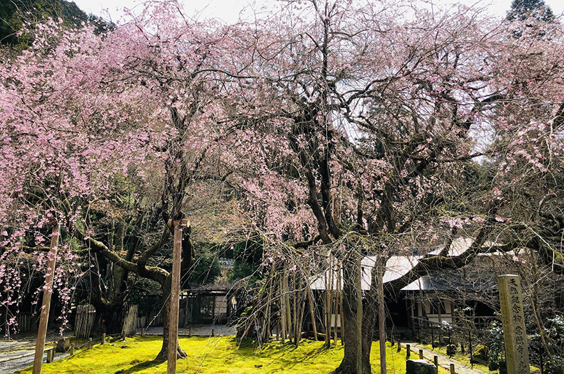 常照皇寺（撮影日：2021年3月29日）