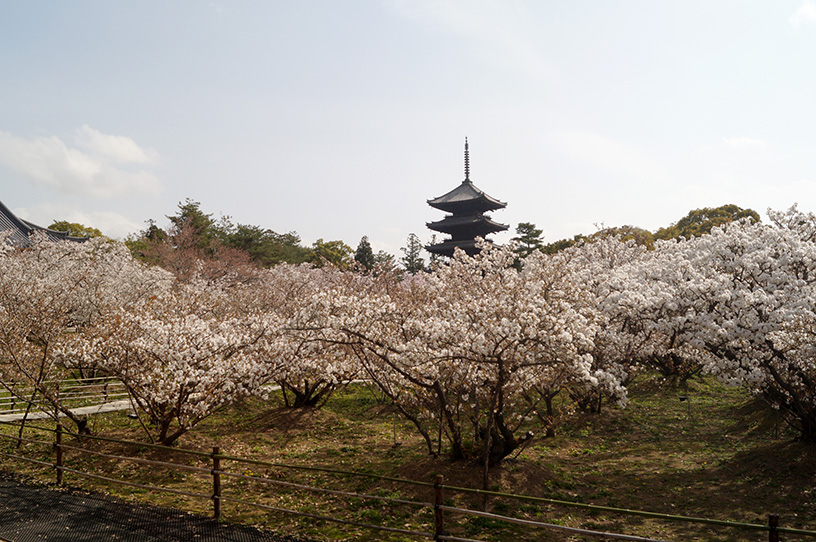 仁和寺（撮影日：2021年4月2日）