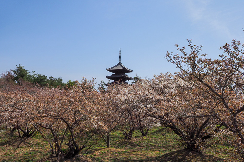 仁和寺（撮影日：2021年4月1日）