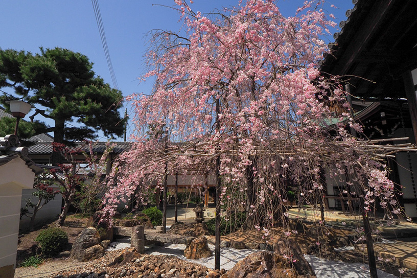 妙蓮寺（撮影日：2021年4月1日）